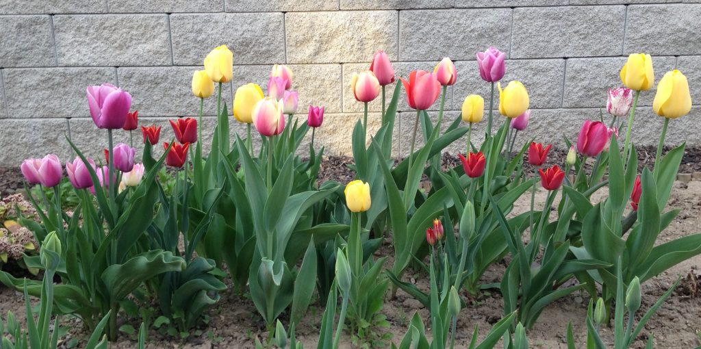 Jarné kvety - Tulipán