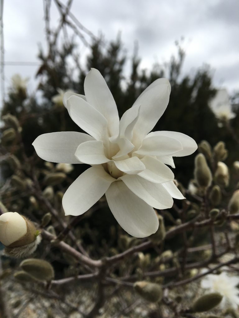 Magnólia hviezdokvetá, (Magnolia stellata)