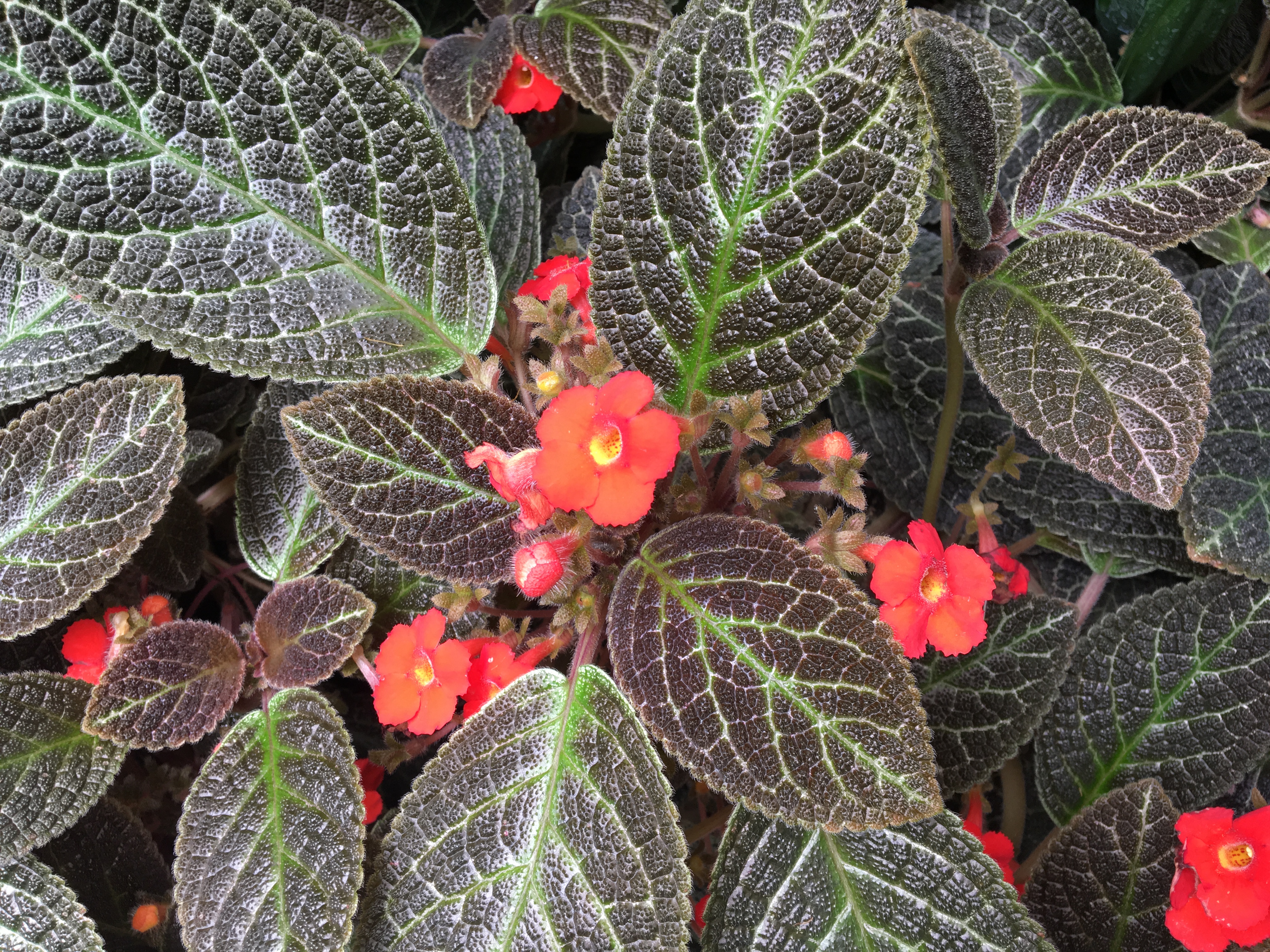 Episcia cupreata