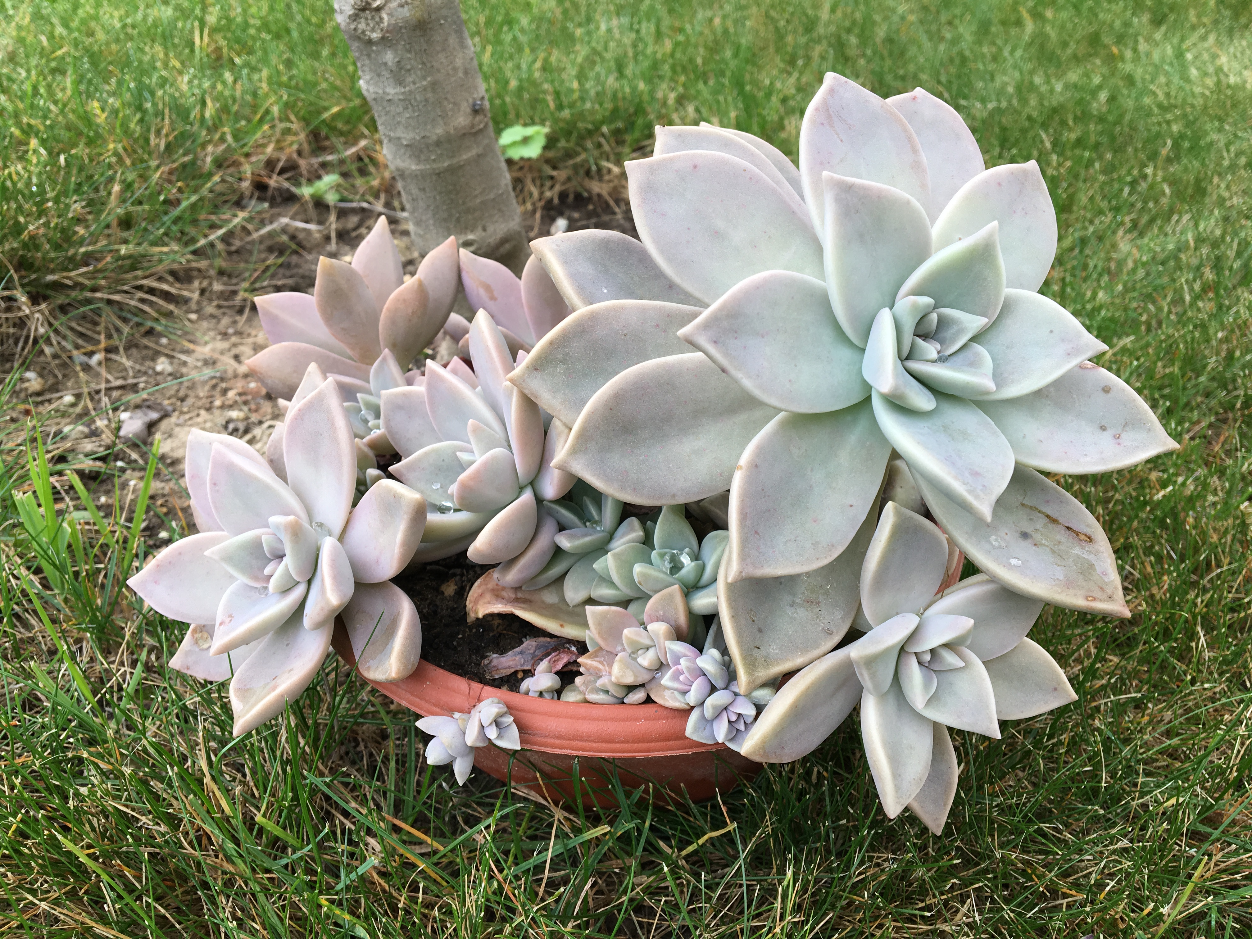 Graptopetalum paraguayense