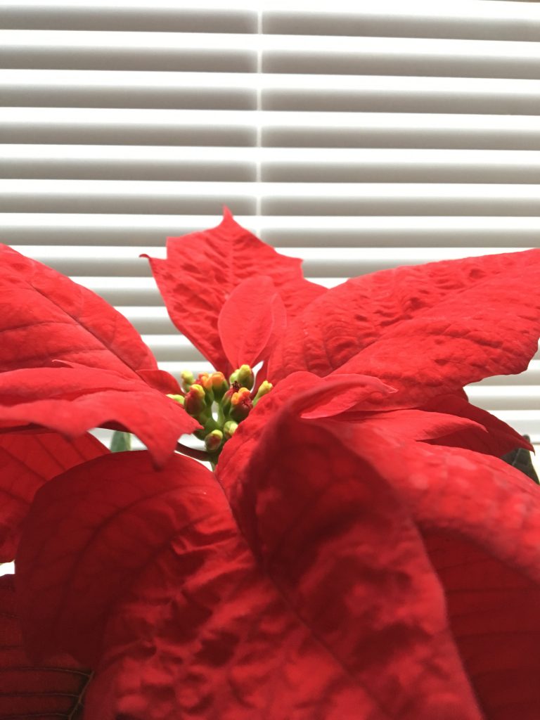 Vianočná ruža (Euphorbia pulcherrima)
