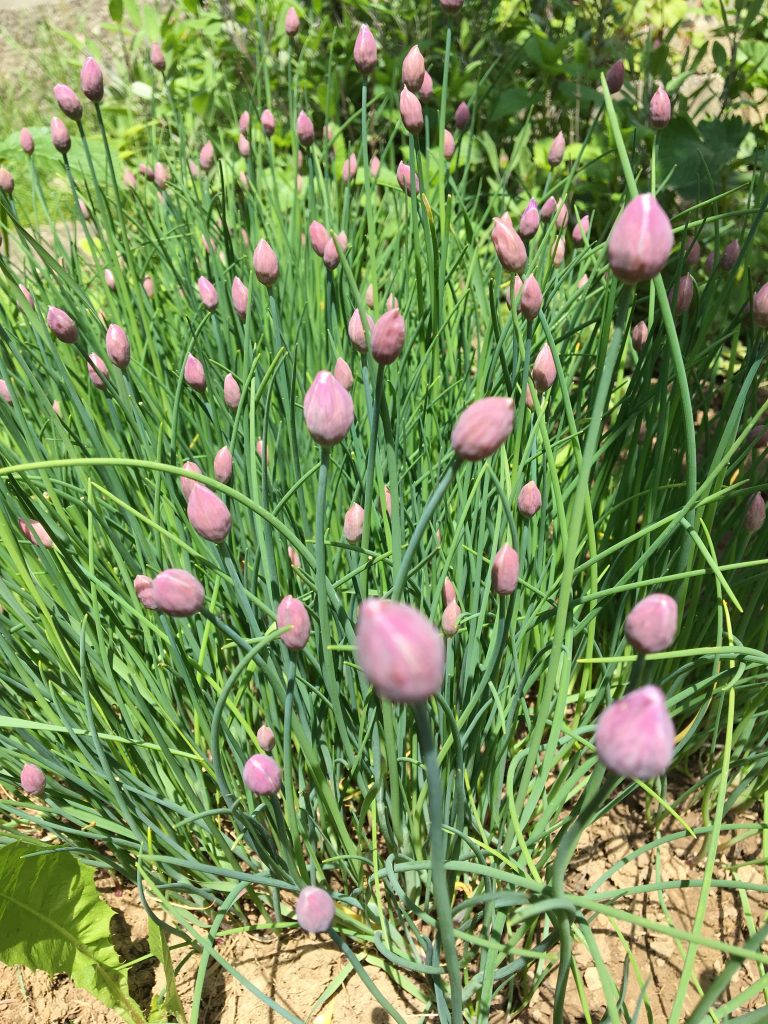 Pažítka (Allium schoenoprasum)