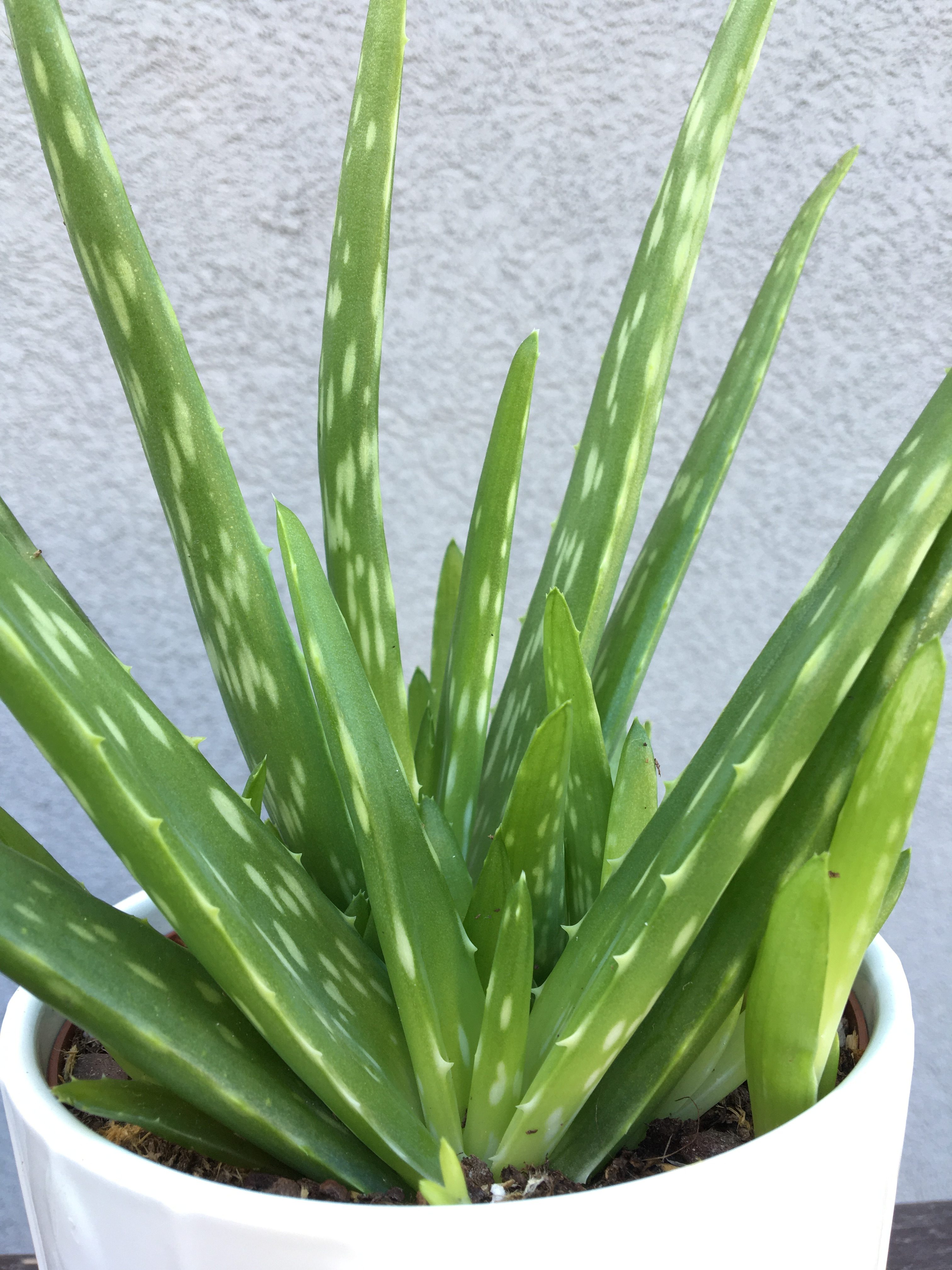 Aloe Vera Moje Rastliny