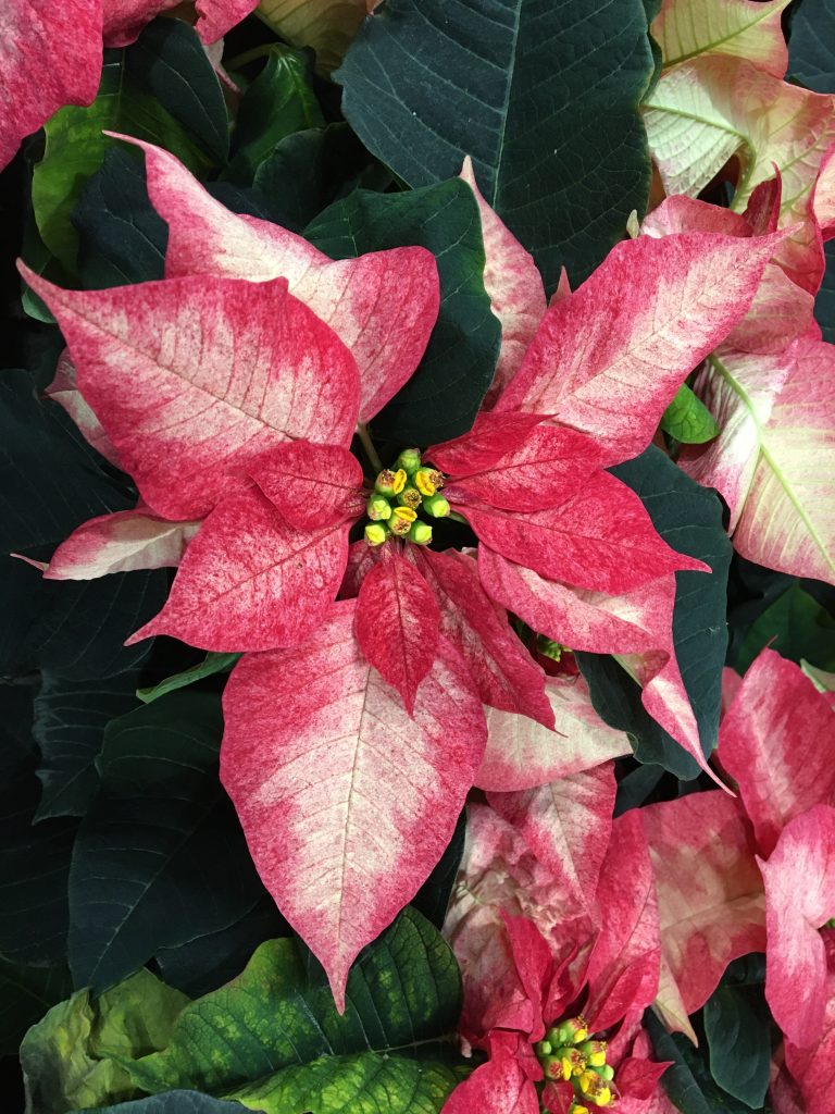 Vianočná ruža, (Euphorbia pulcherrima)