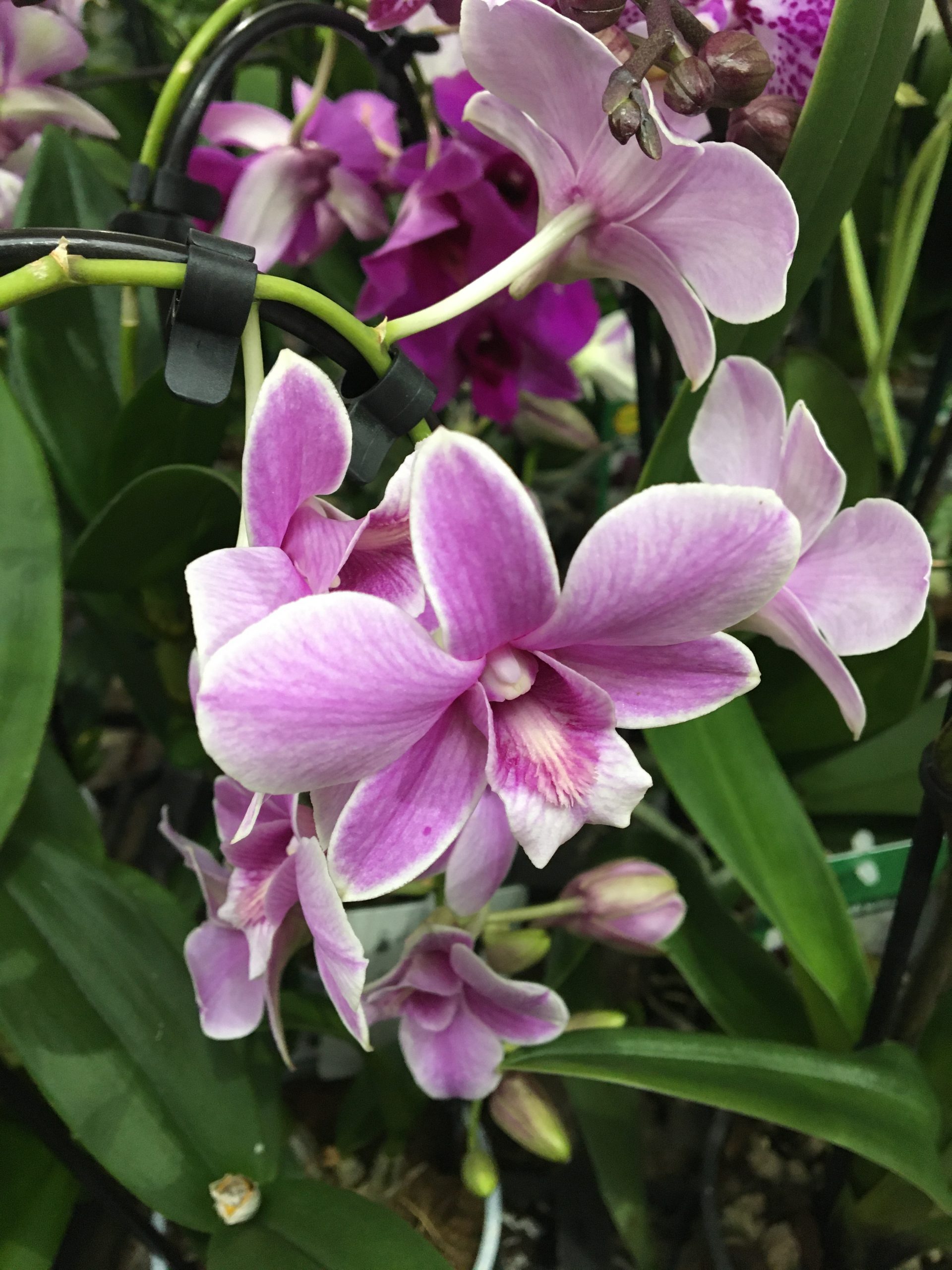 Lišajovec (orchidea phalaenopsis)