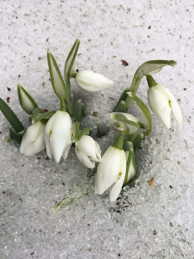 Snežienka jarná (Galanthus nivalis)