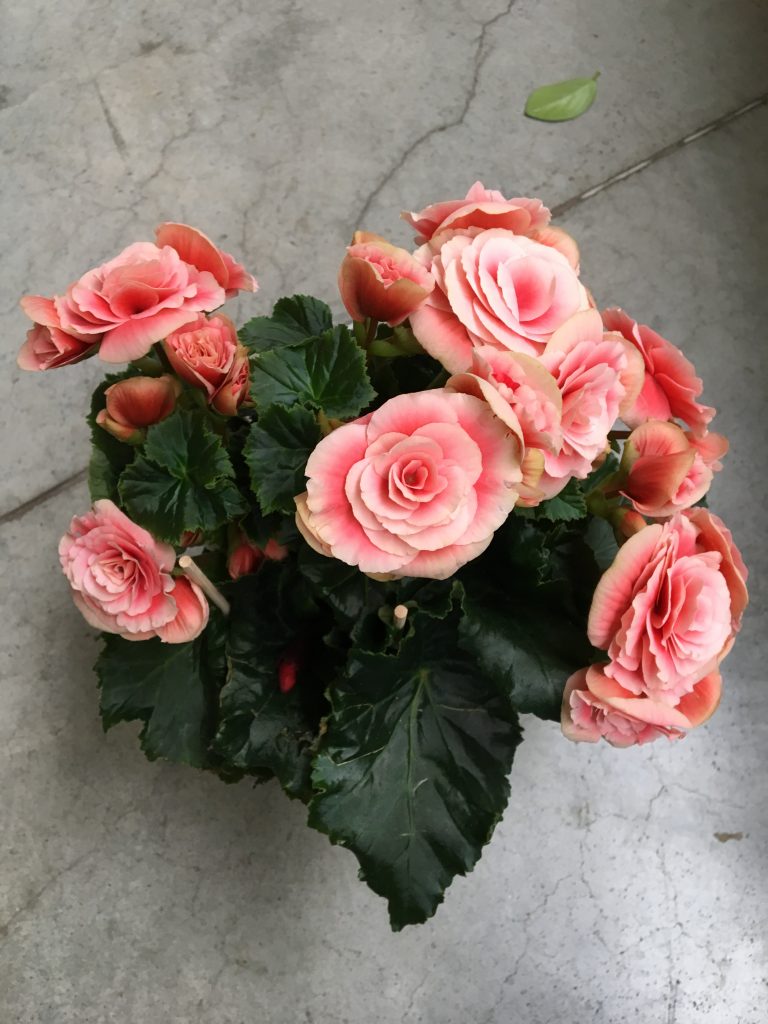 Begónia hľuznatá (Begonia Tuberhybrida Group)
