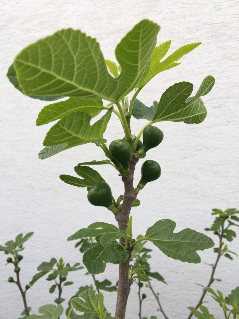Figovník obyčajný (Ficus carica)