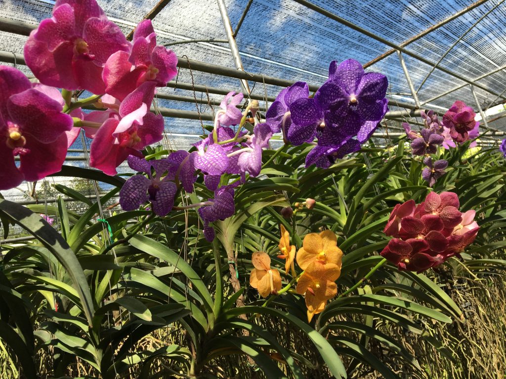 Orchidea