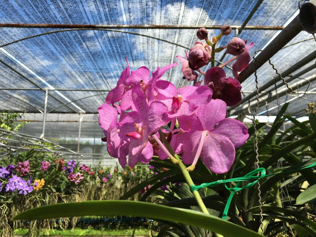 Orchidea