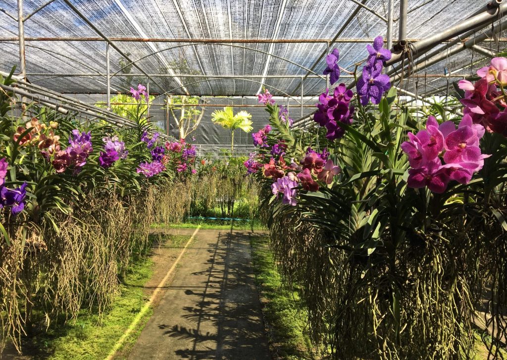 Orchidea