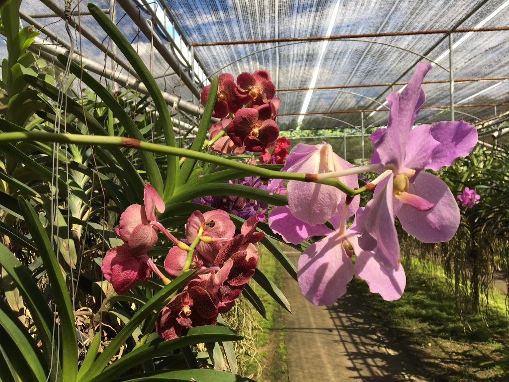 Orchidea