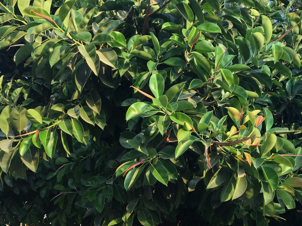 Figovník kaučukový, (Ficus elastica)