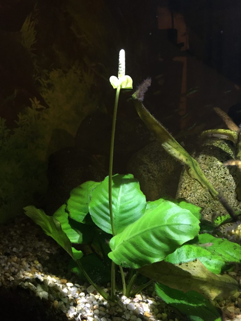 Anubias barteri var. nana, (Araceae - áronovité)