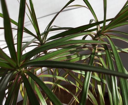 Dracéna lemovaná (Dracaena marginata)