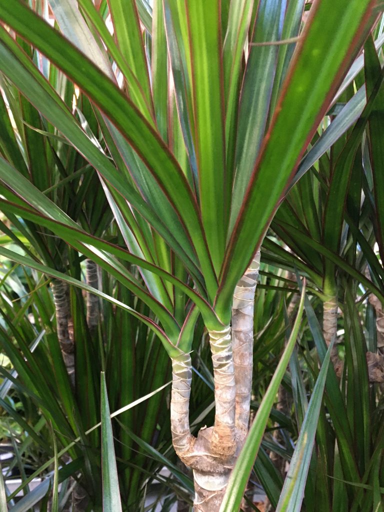 Dracéna lemovaná (Dracaena marginata)