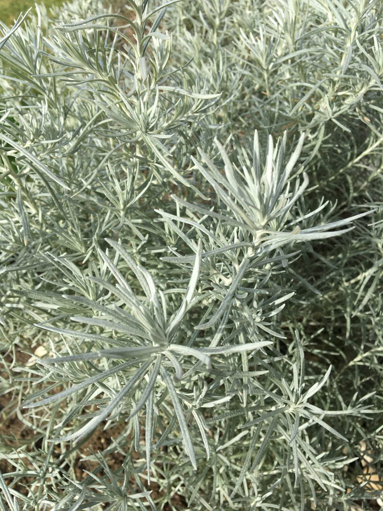 Slamiha talianska (Helichrysum italicum)