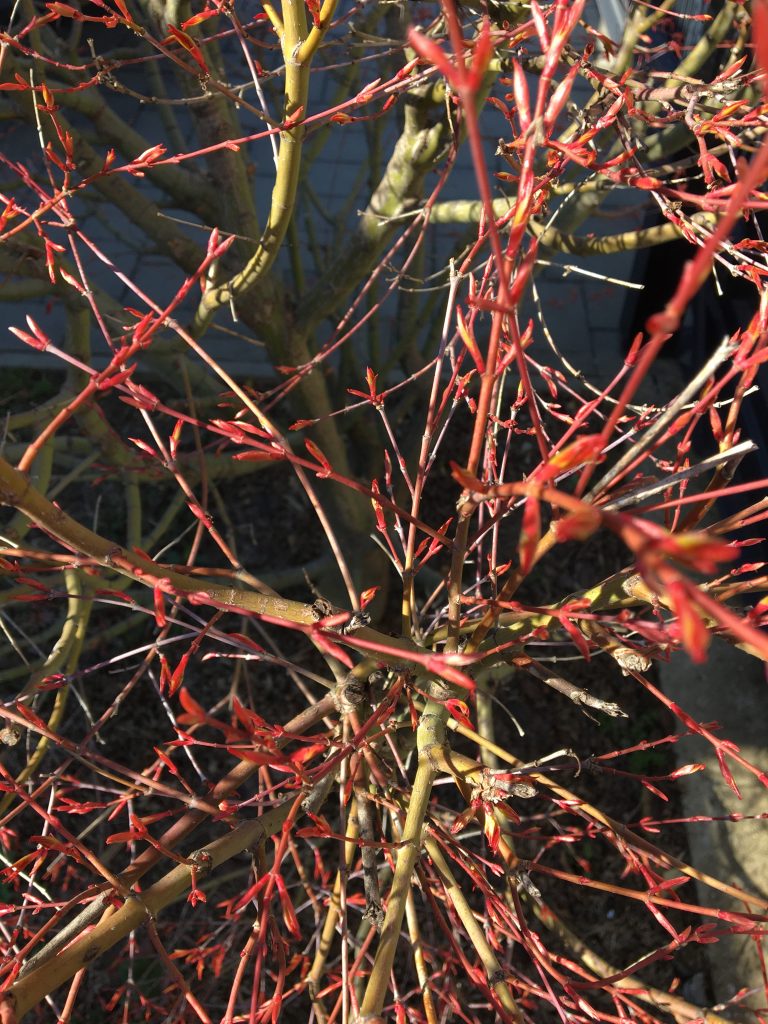 Javor dlaňovitolistý, (Acer palmatum)