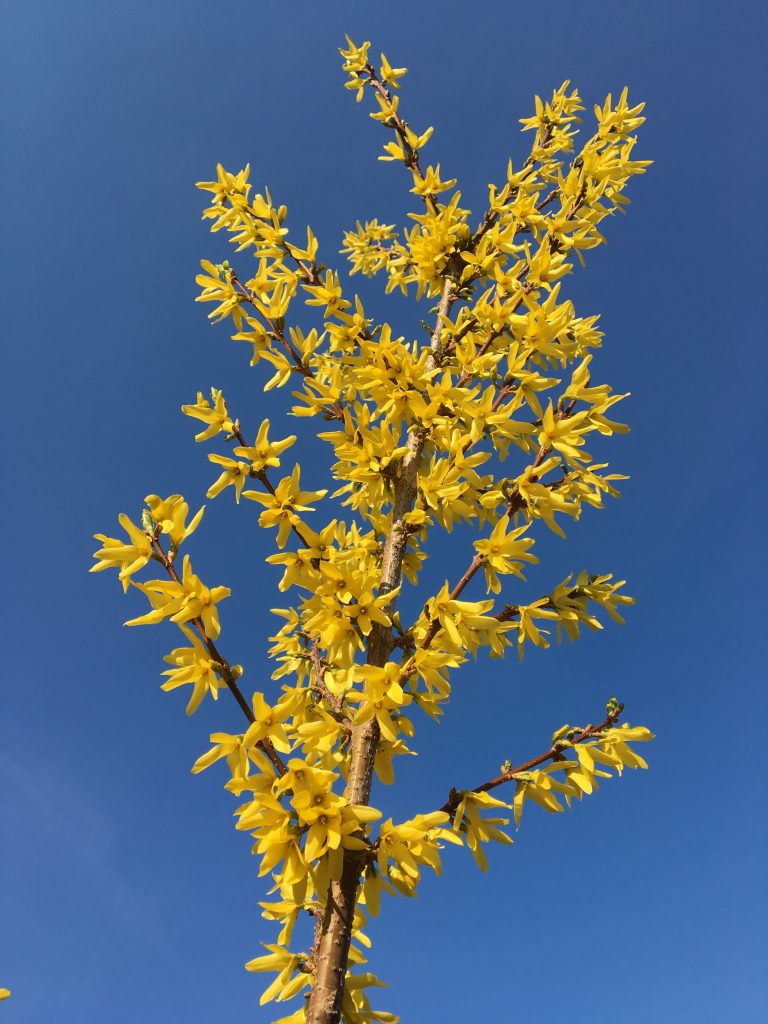 Zlatovka prostredná, (Forsythia intermedia)