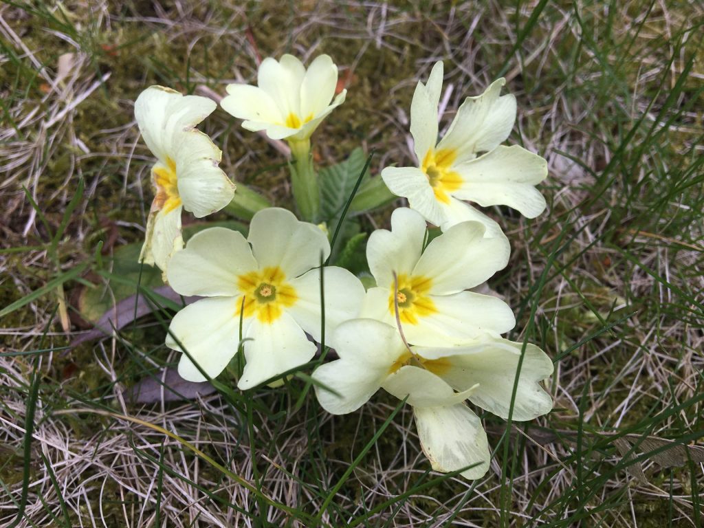 Prvosienka bezbyľová (Primula acaulis)
