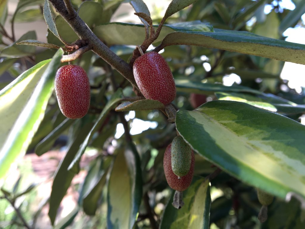 Hlošina ebbingeova, ruská oliva, (Elaeagnus ebbingei)