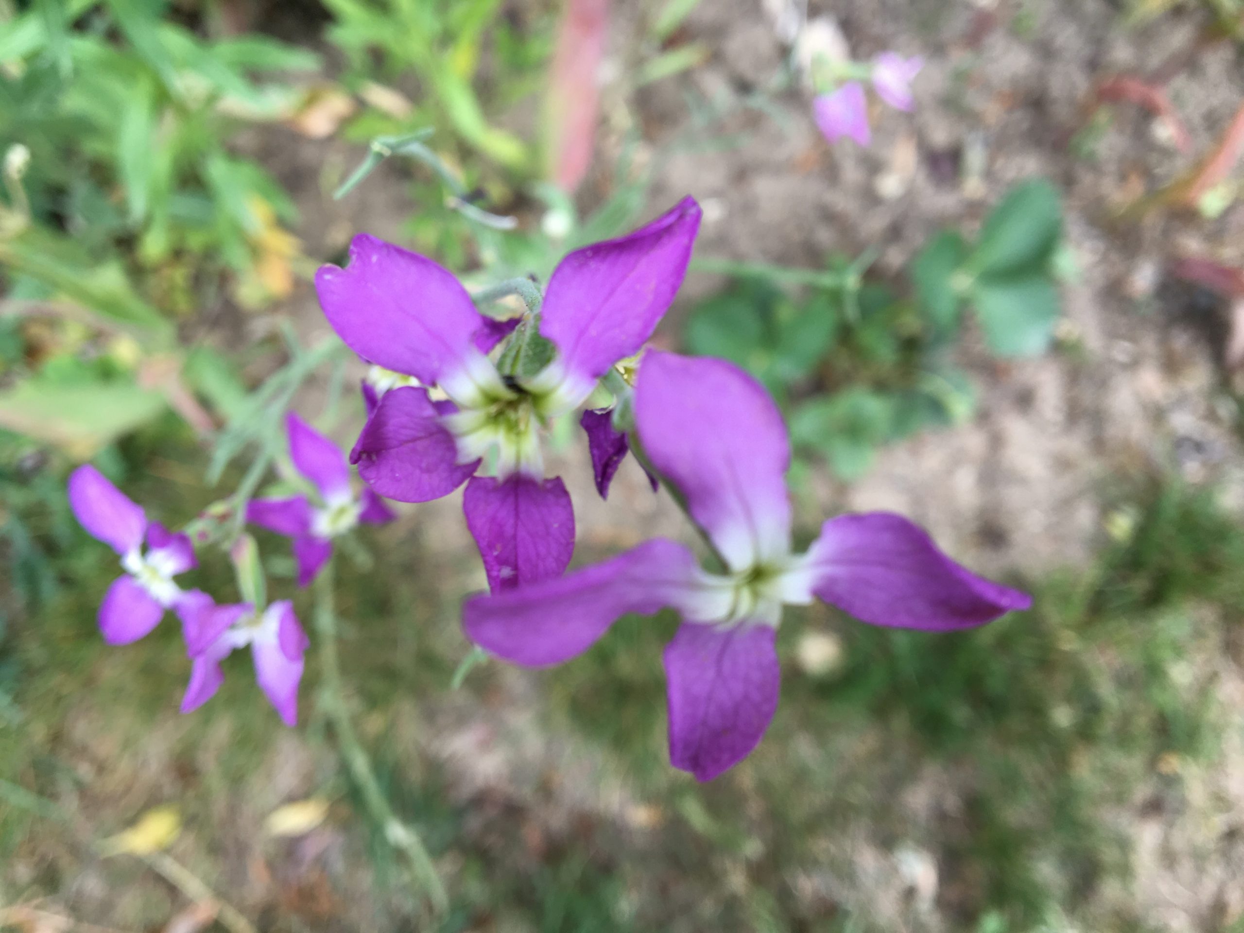 Matthiola longipetala, Fiala