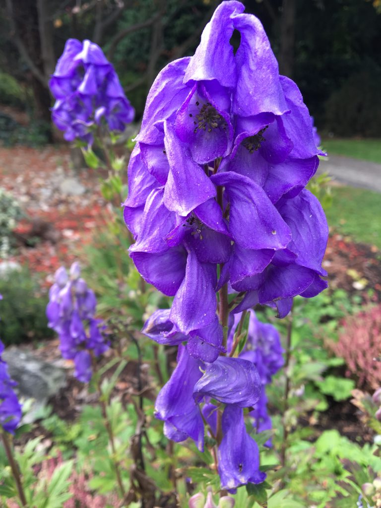 Prilbica modrá, (Aconitum x arendsii)