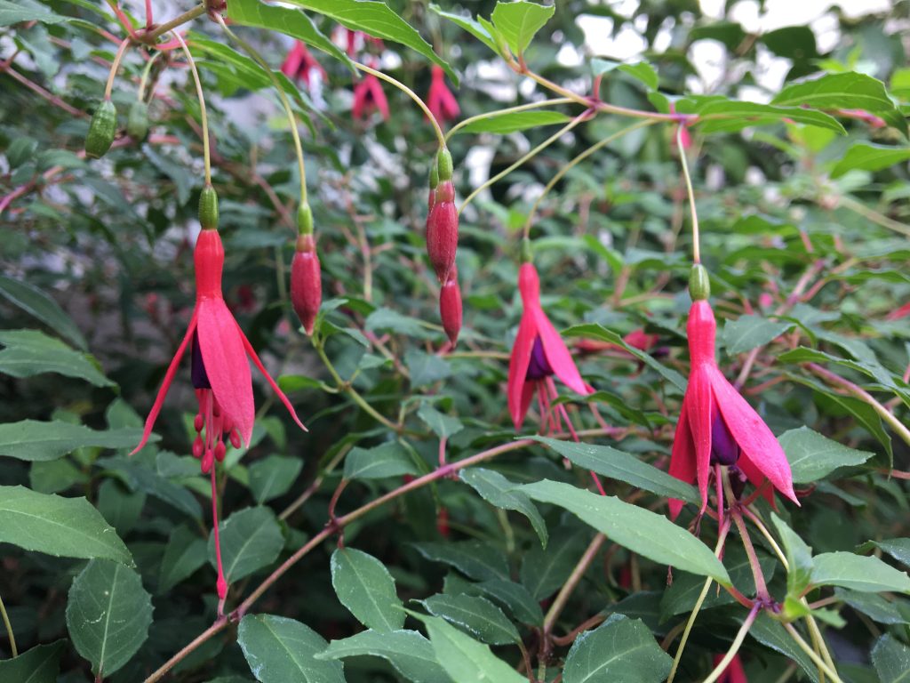 Fuchsia čílska (Fuchsia magellanica)