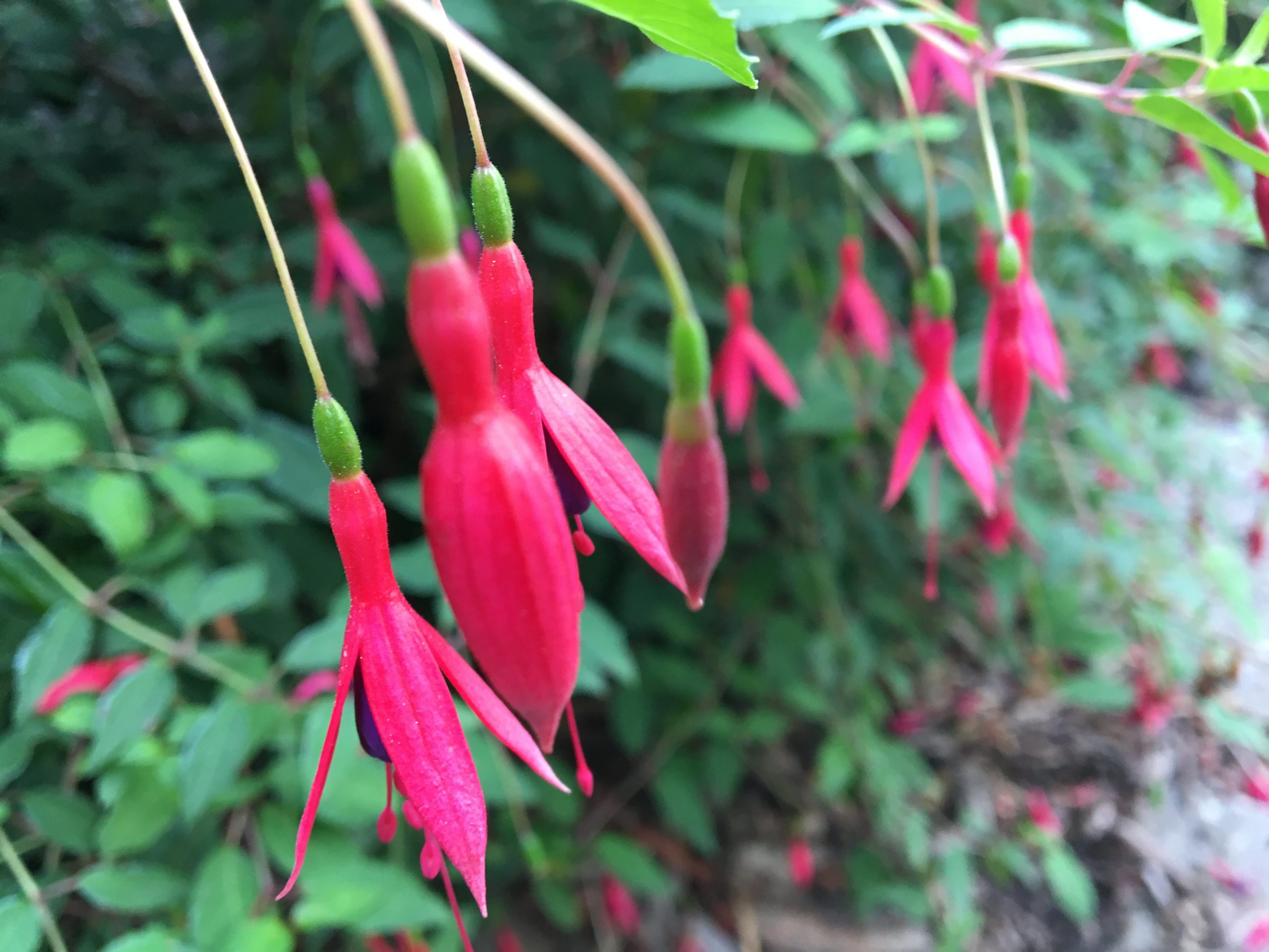 Fuchsia, Fuksia