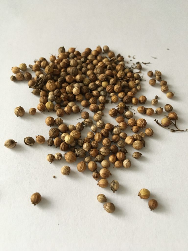 Koriander siaty, (Coriandrum sativum)