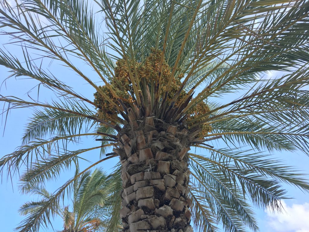 Datľová palma (Phoenix dactylifera)