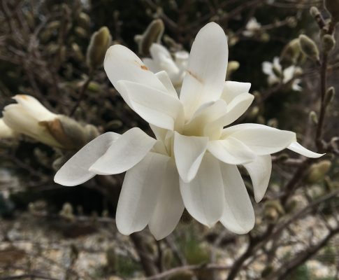 Magnólia hviezdokvetá, (Magnolia stellata)