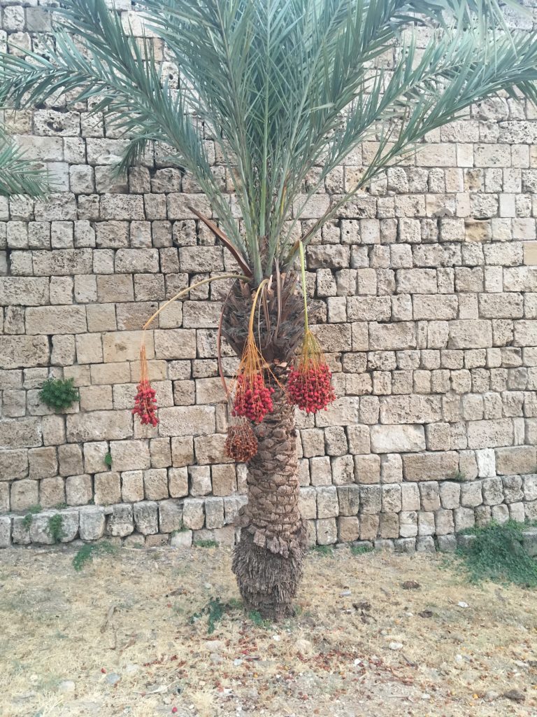 Datľová palma (Phoenix dactylifera)