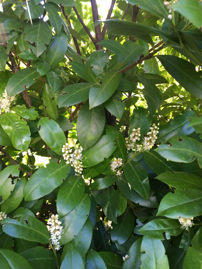 Vavrínovec lekársky, (Prunus laurocerasus)