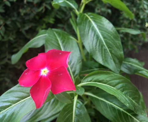 Katarant ružový, (Catharanthus roseus)