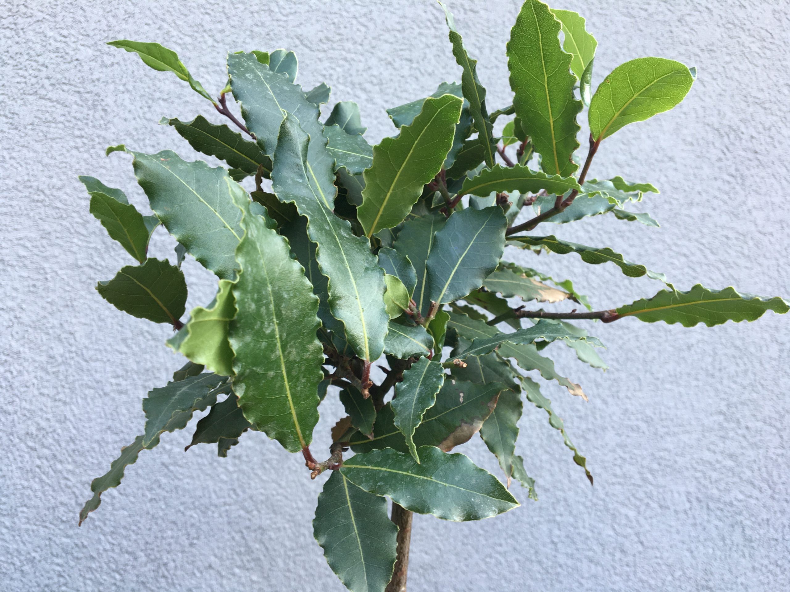 Vavrín pravý, bobkový list, (Laurus nobilis)