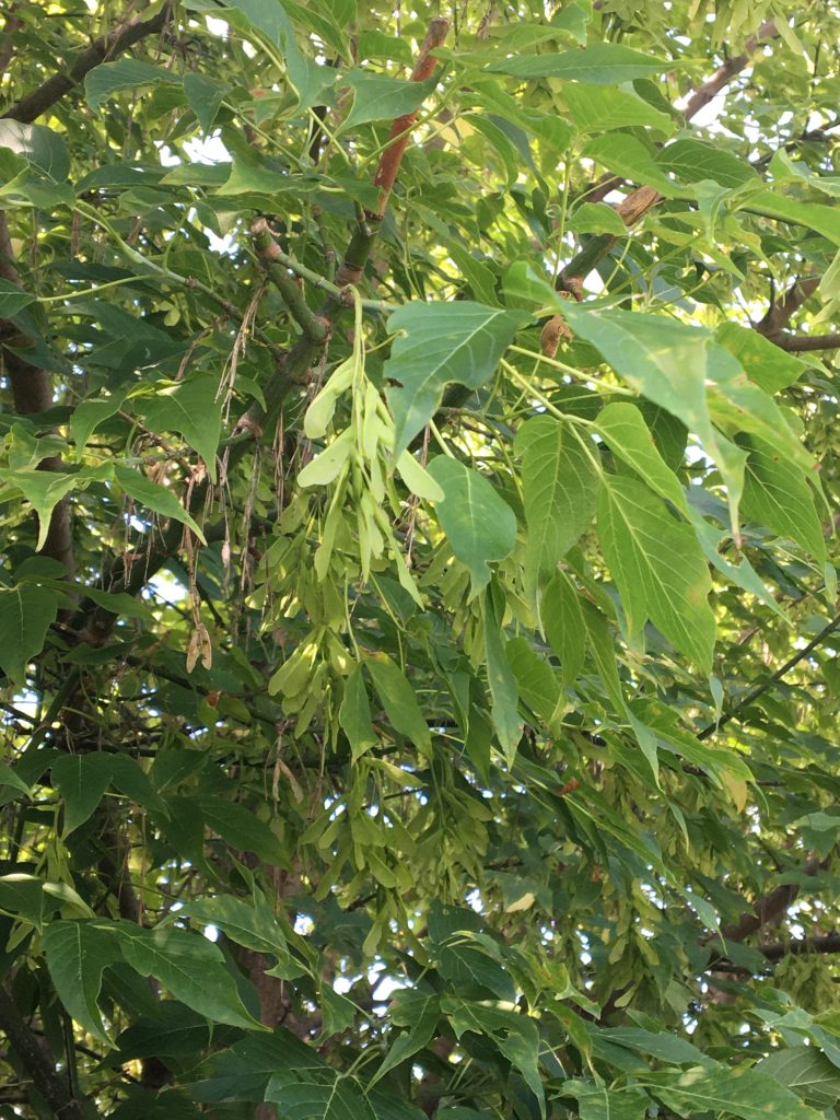Javorovec jaseňolistý, (Negundo aceroides)