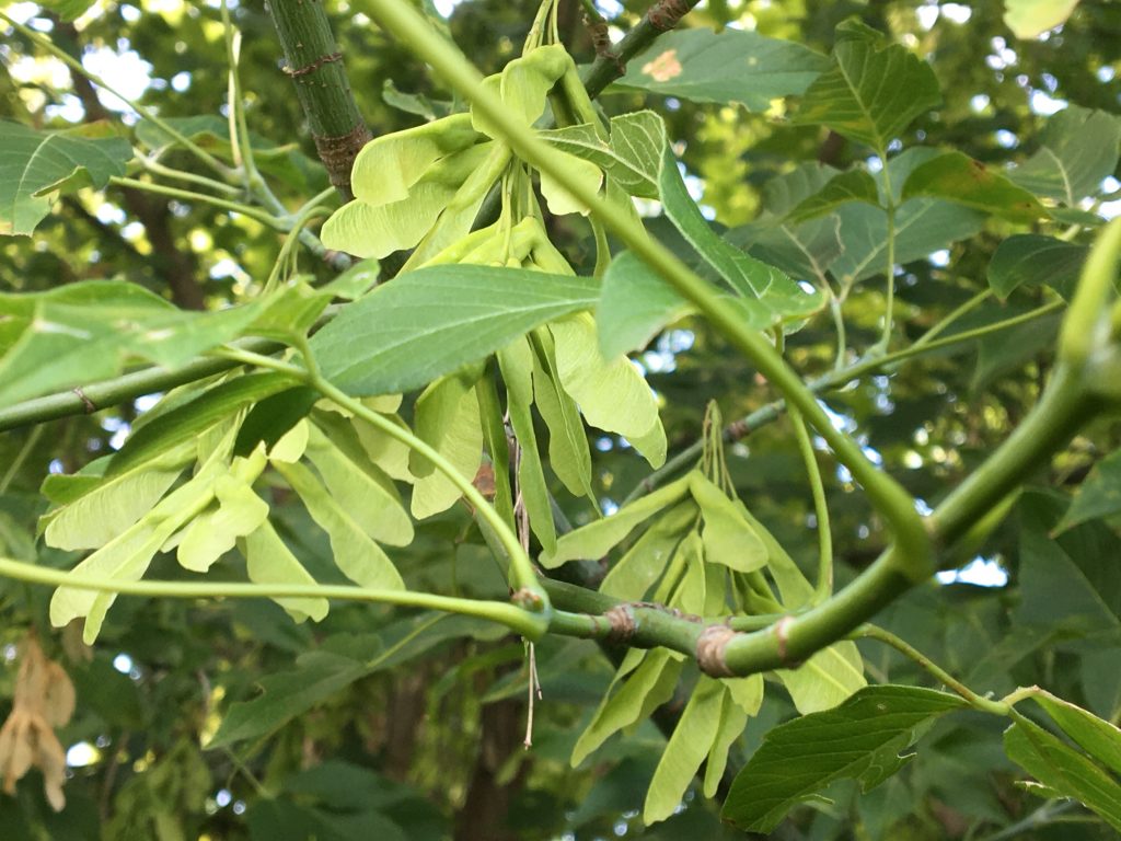 Javorovec jaseňolistý, (Negundo aceroides)
