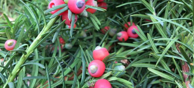 Tis obyčajný, (Taxus baccata)