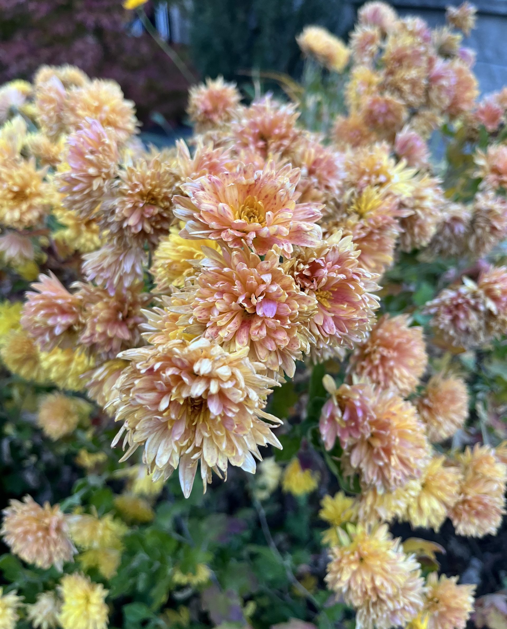 Chryzantéma záhradná, (Chrysanthemum x morifolium)