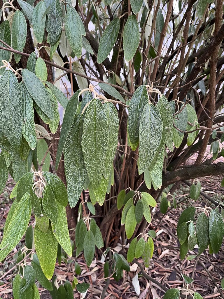 Kalina vráskavolistá, (Viburnum rhytidophyllum)
