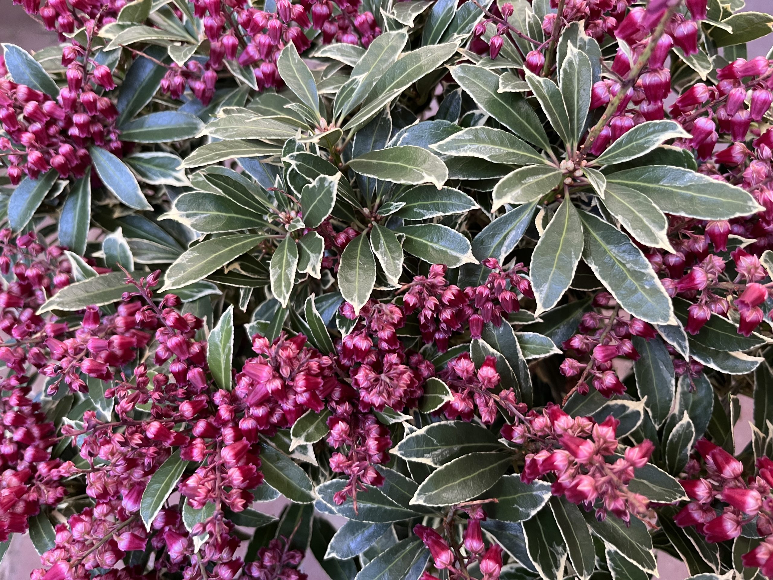 Pieris japonský