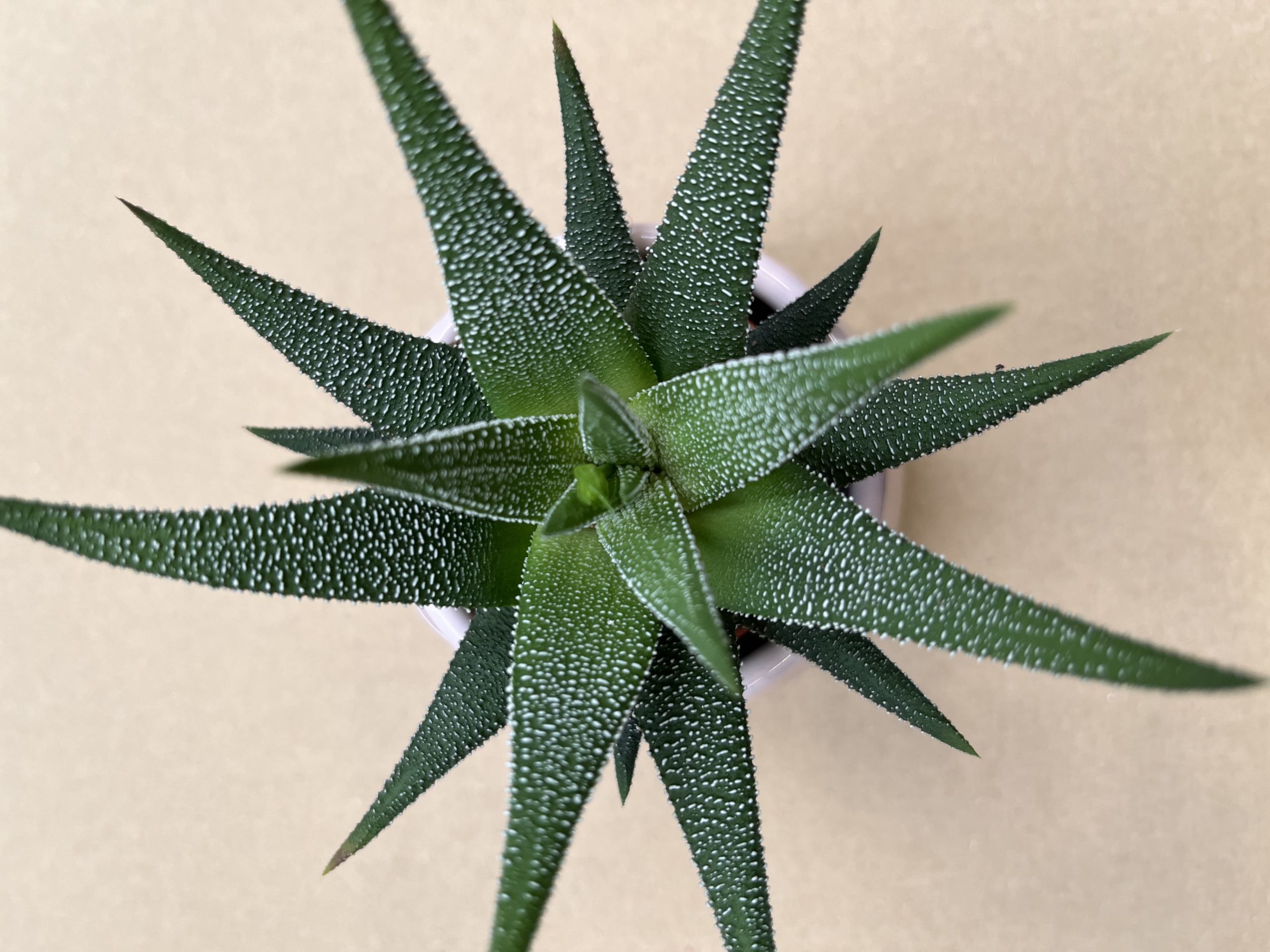 Haworthia fasciata