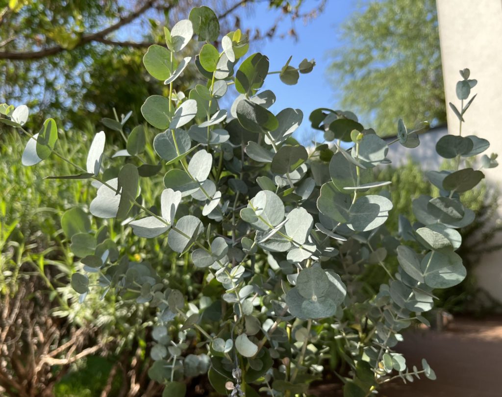 Eukalyptus Gunnov, (Eucalyptus gunnii)
