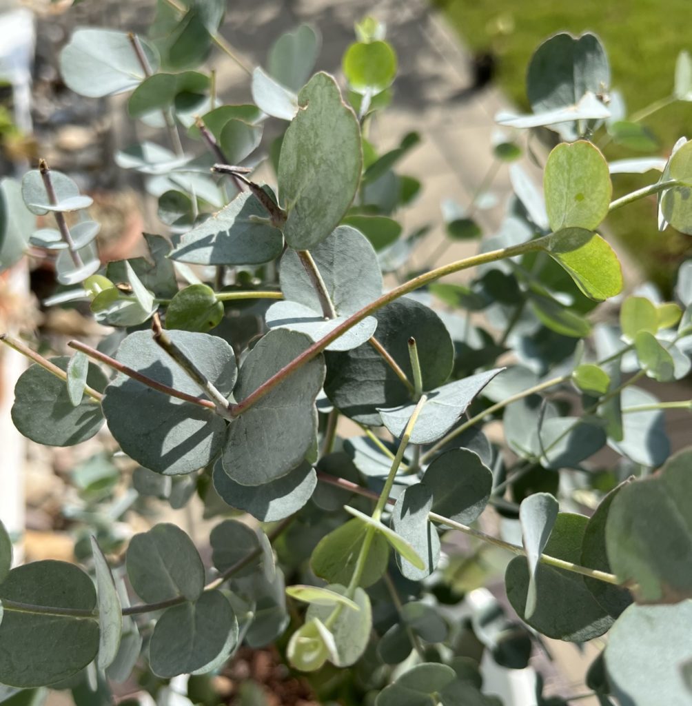 Eukalyptus Gunnov, (Eucalyptus gunnii)