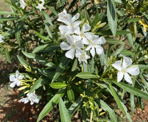 Oleander obyčajný, (Nerium oleander)