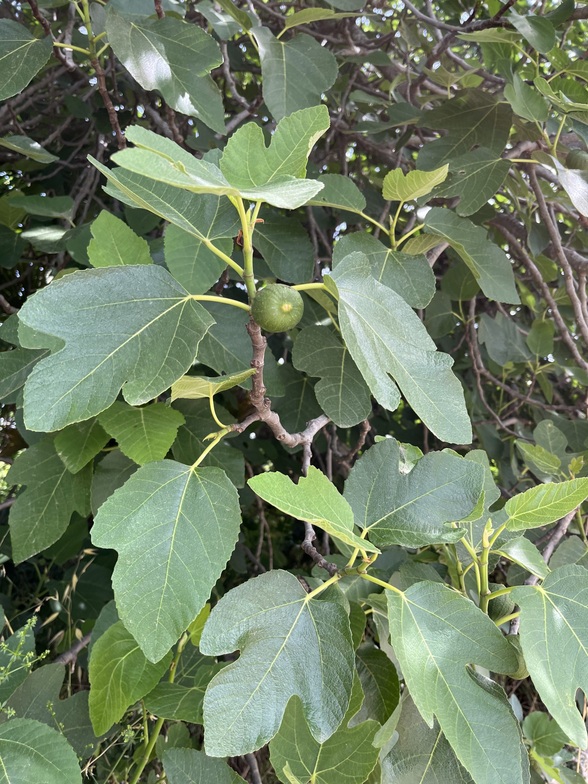 Figovník obyčajný, (Ficus carica)