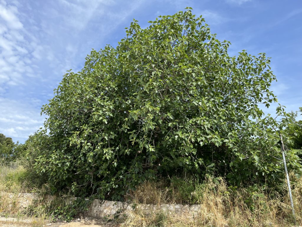 Figovník obyčajný, (Ficus carica)