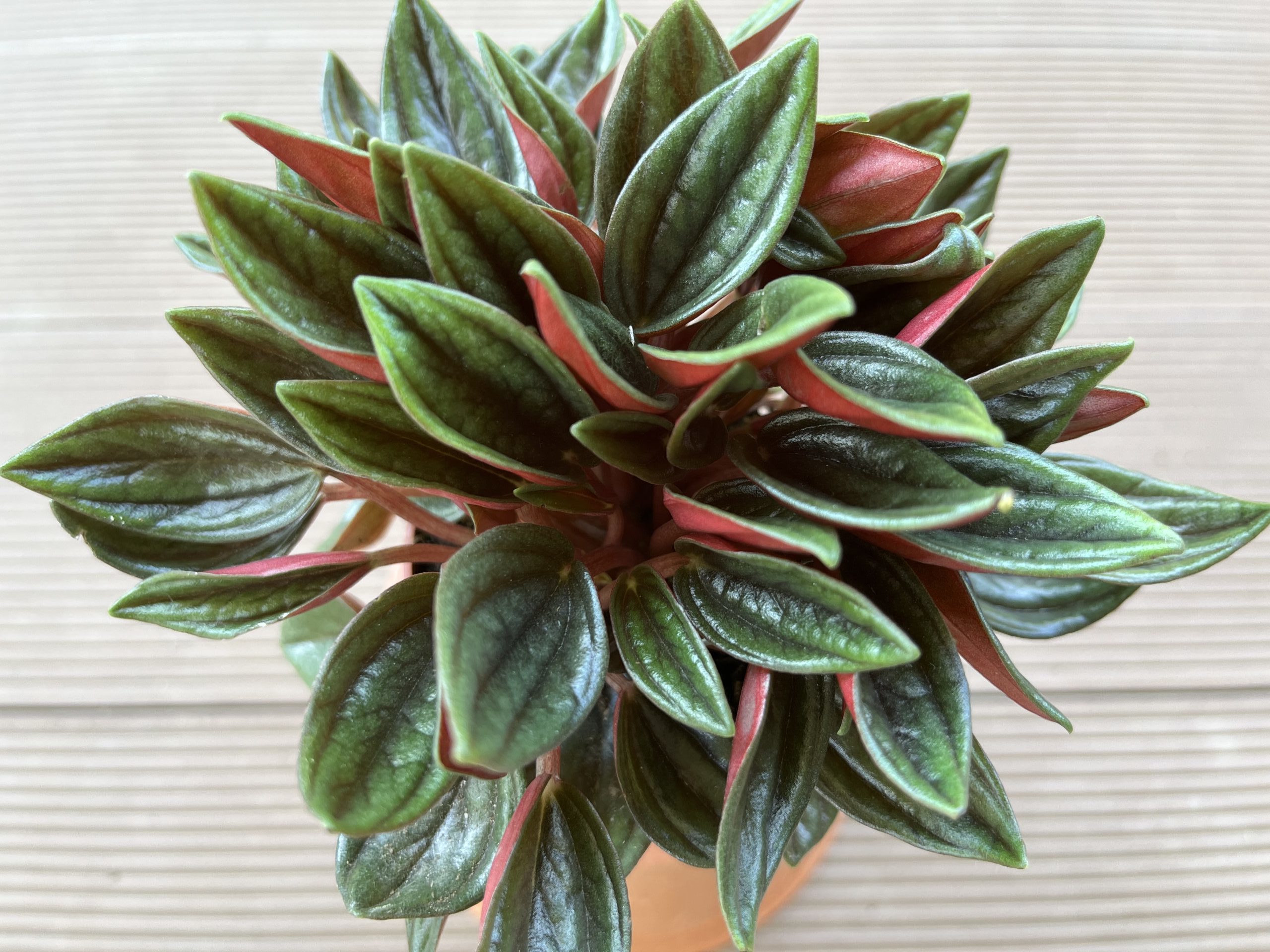 Peperomia caperata ‘Rosso’ 