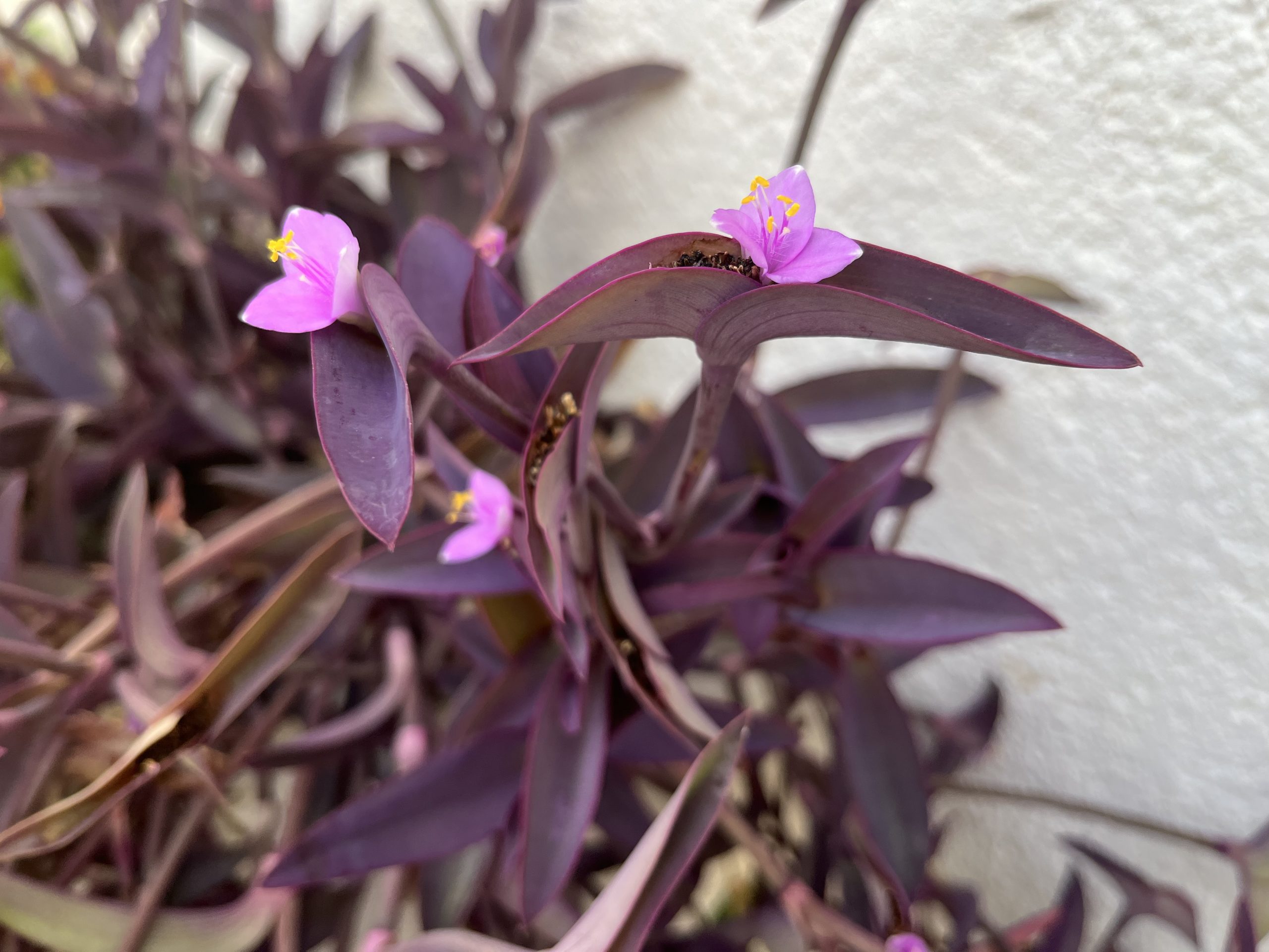 Tradeskancia bledá ‚Purpurea‘